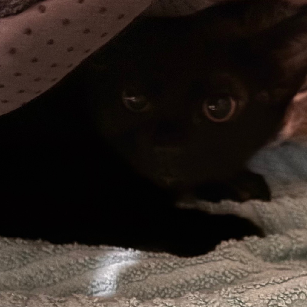FANCY - Domestic Shorthair available for adoption