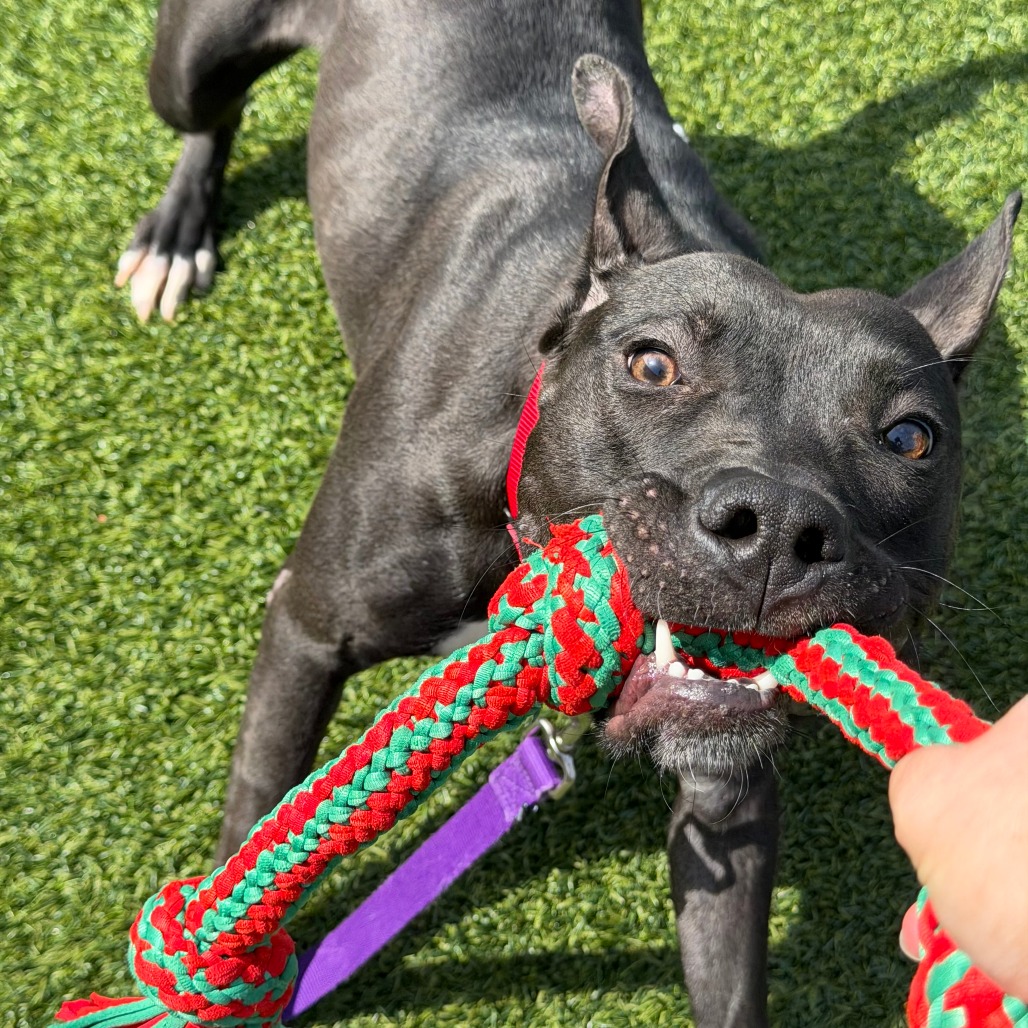 Photo of Witch Hazel 9