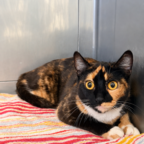 Calliope  the cat