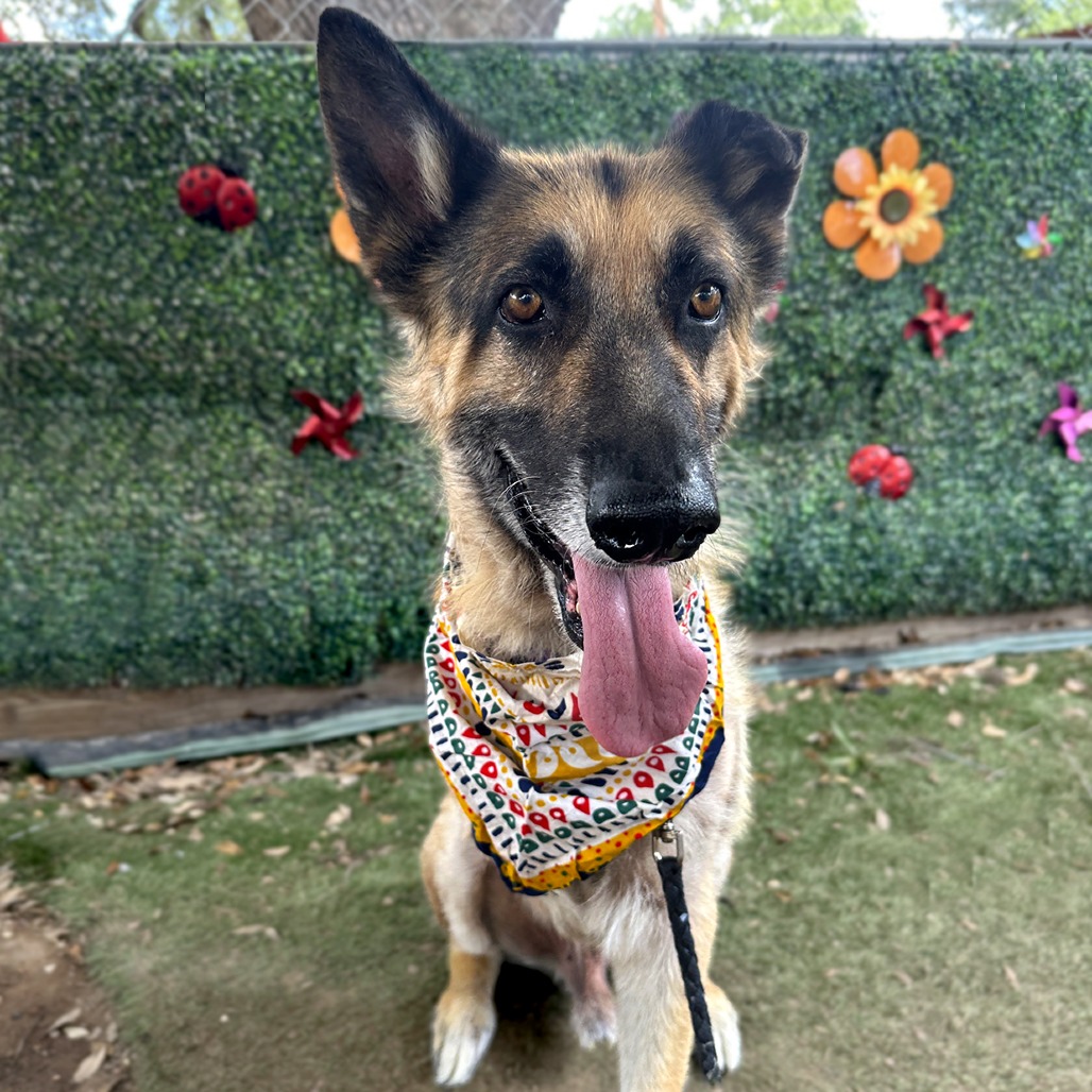 Aslan, adoptable senior dog