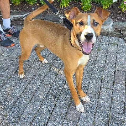 BERNIE (FKA ERNIE) - Pointer, English / Mixed Breed (Medium) available for adoption