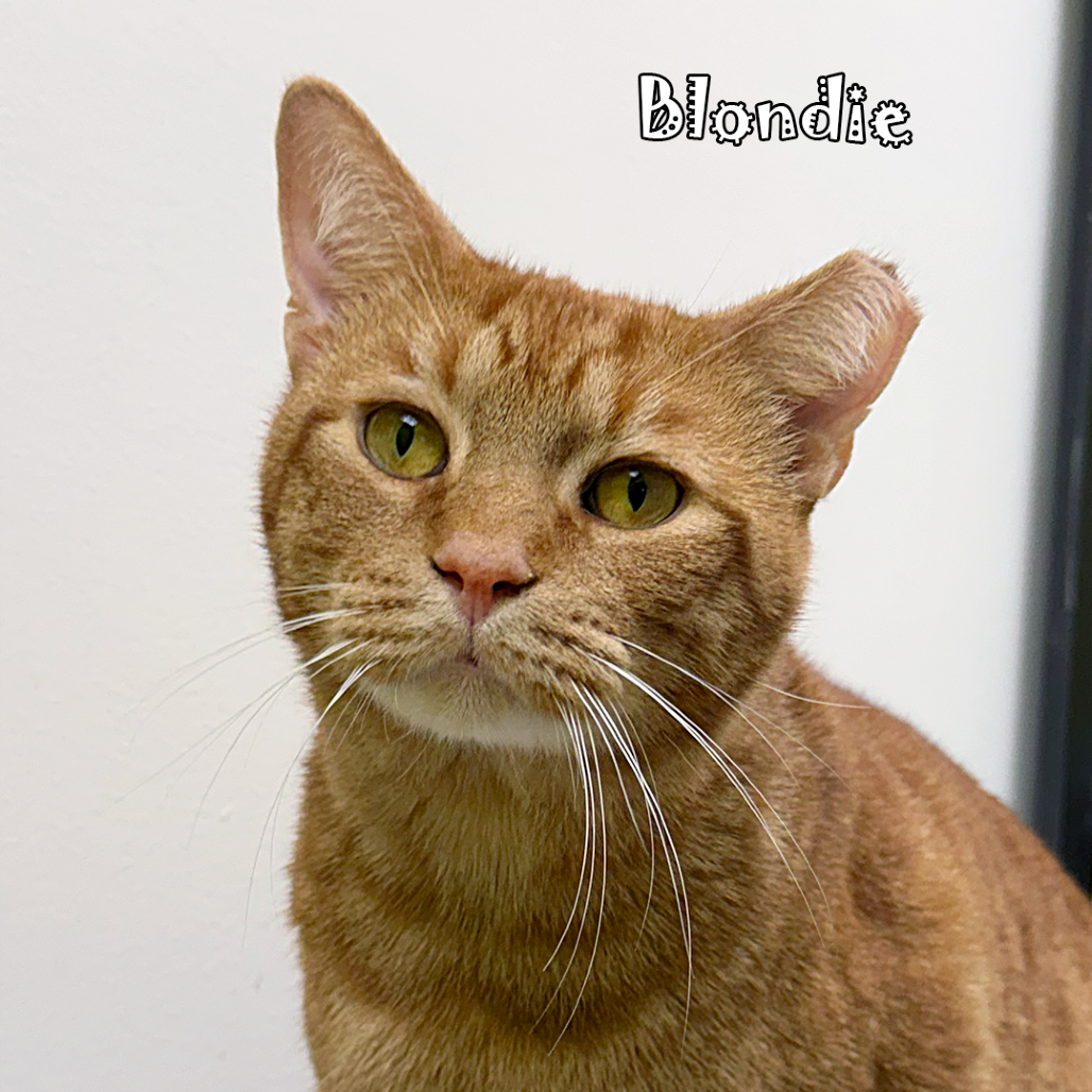 Blondie, an adoptable cat