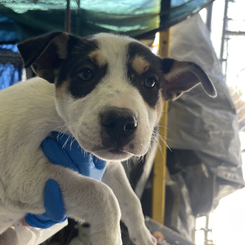BOUNTY - Terrier, Pit Bull / Mix available for adoption