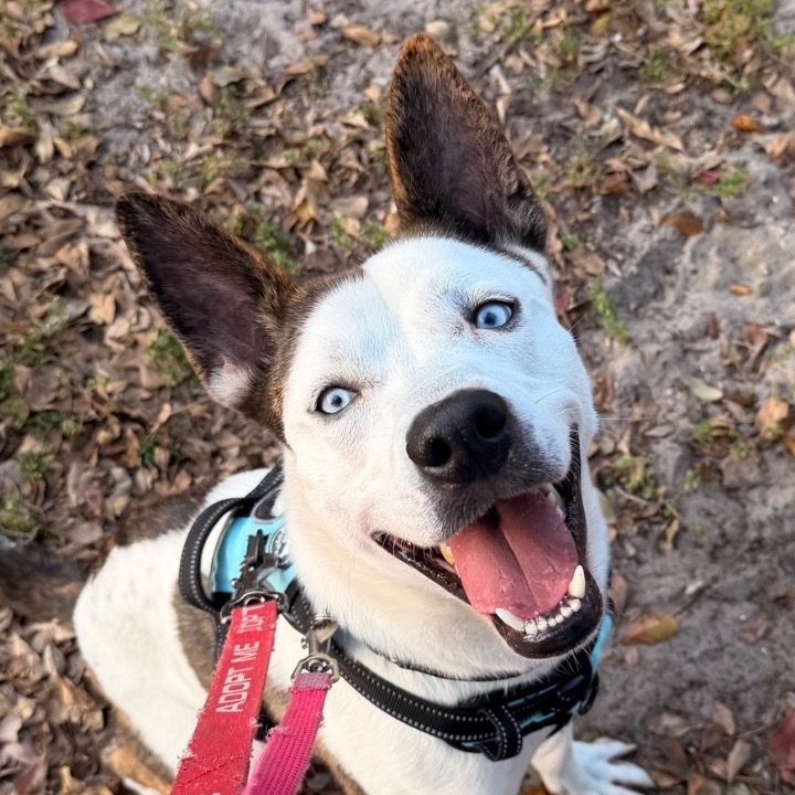 Image of Benji looking at the camera