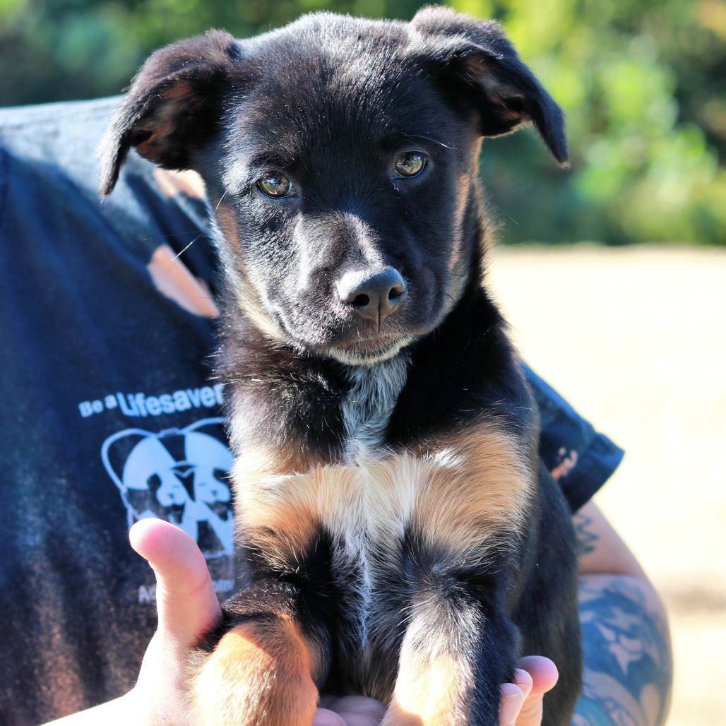 NY Baby (Foster in Carmel)