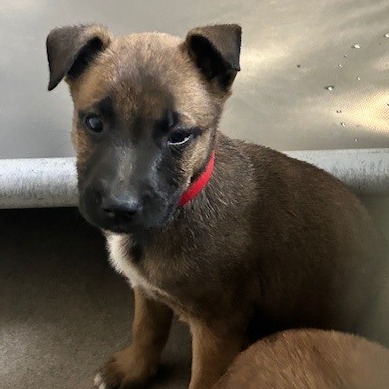 Kennel#25b(RedCollar) Bub's preview photo