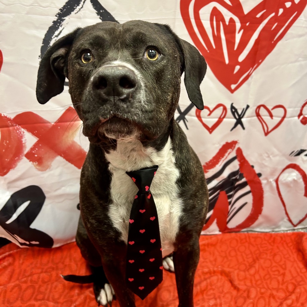 Bear — thumbnail 3