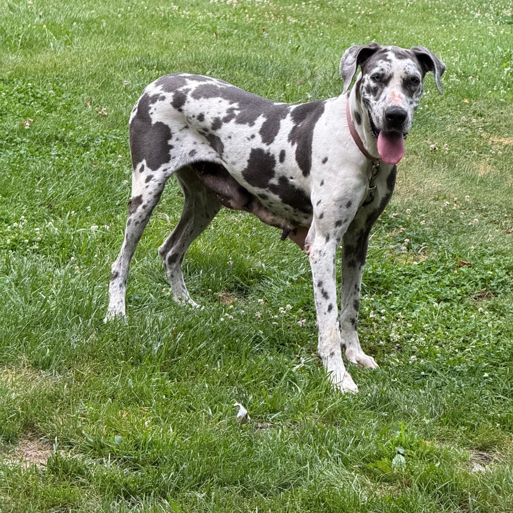 Kali