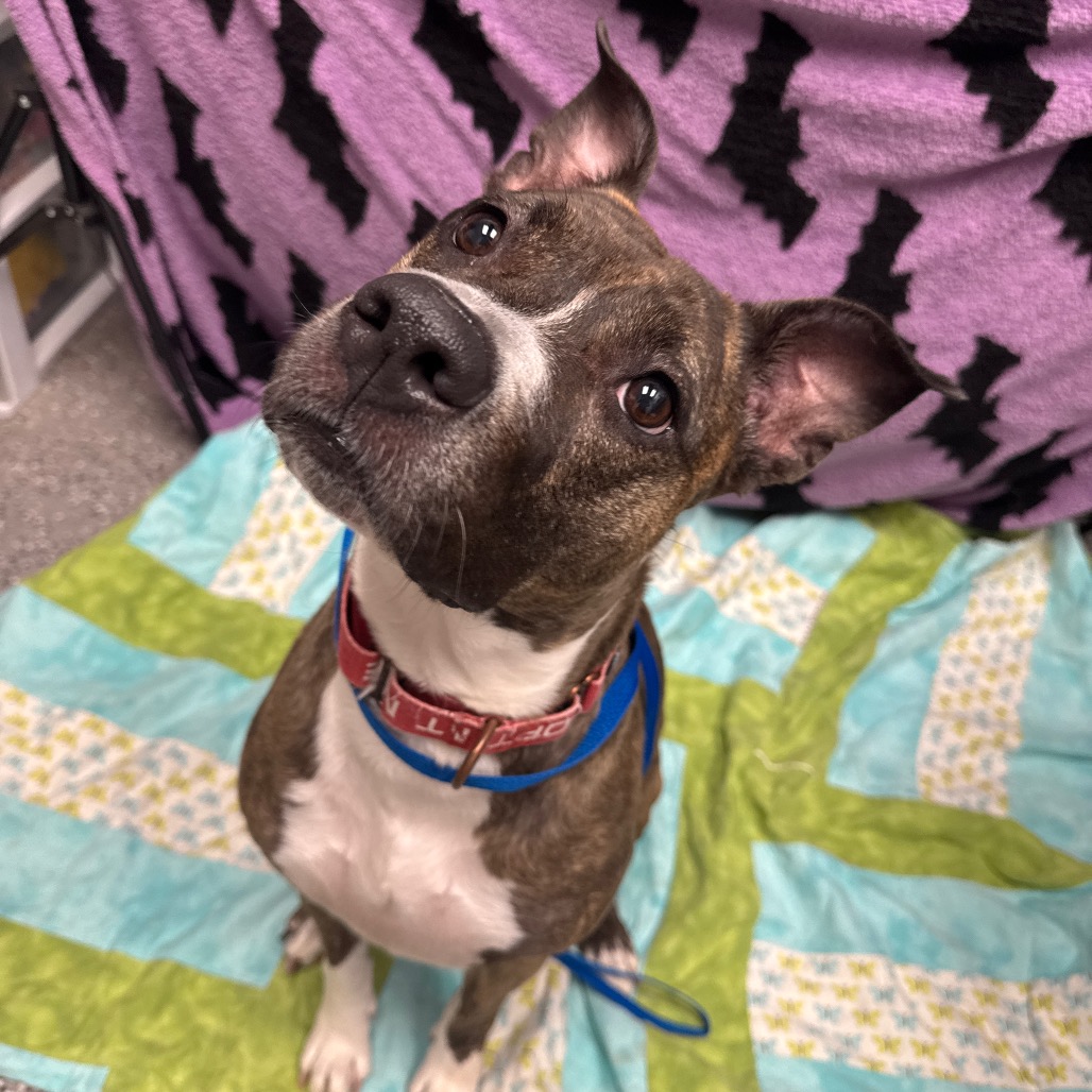 BUFFY - Terrier, American Staffordshire / Boxer available for adoption