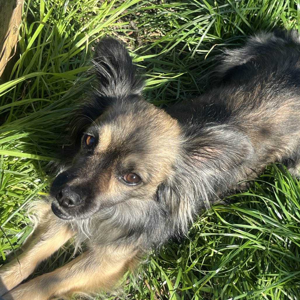 Shorty — thumbnail 5