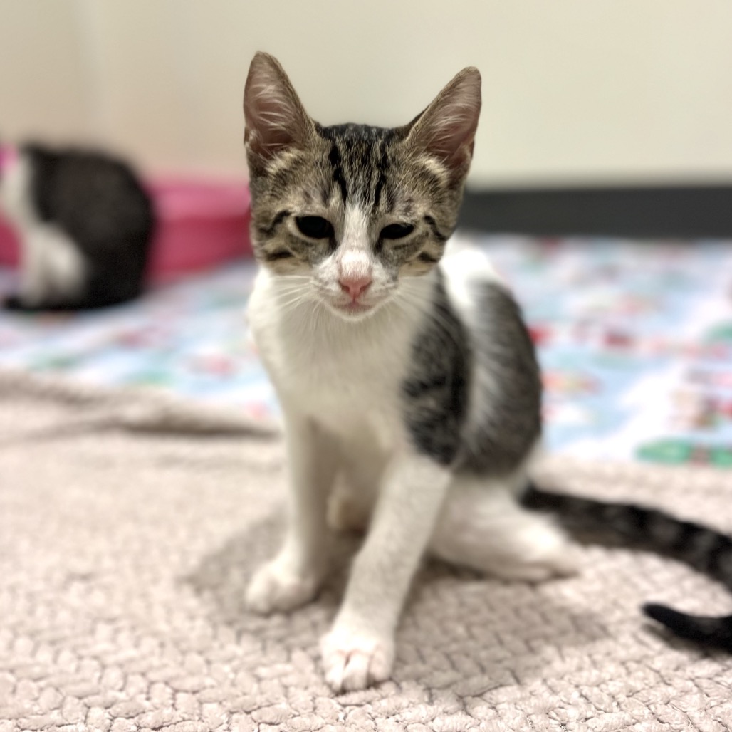 JACAERYS - Domestic Shorthair available for adoption