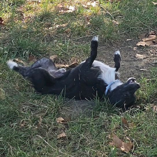Houdini, photo 5