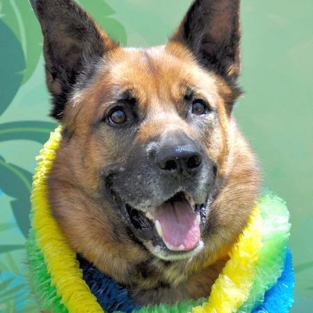 Image of Sampson looking at the camera