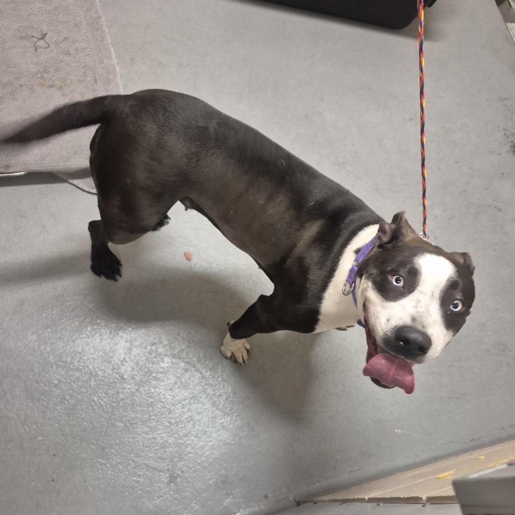 Pit Bull