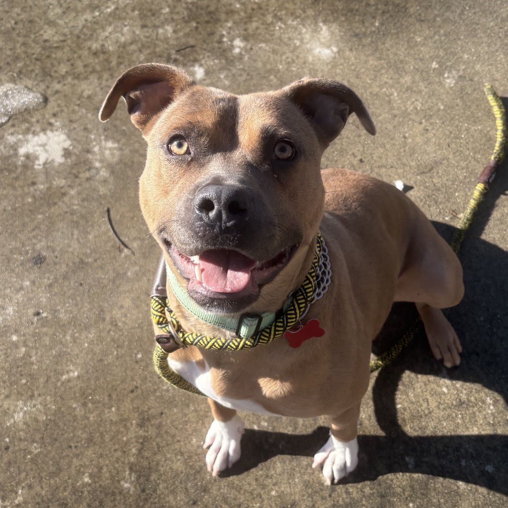 GeeGee is available for adoption at Belleville Area Humane Society