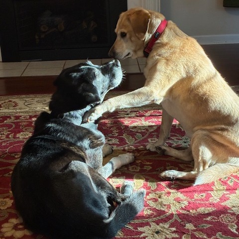 Onyx, photo 8