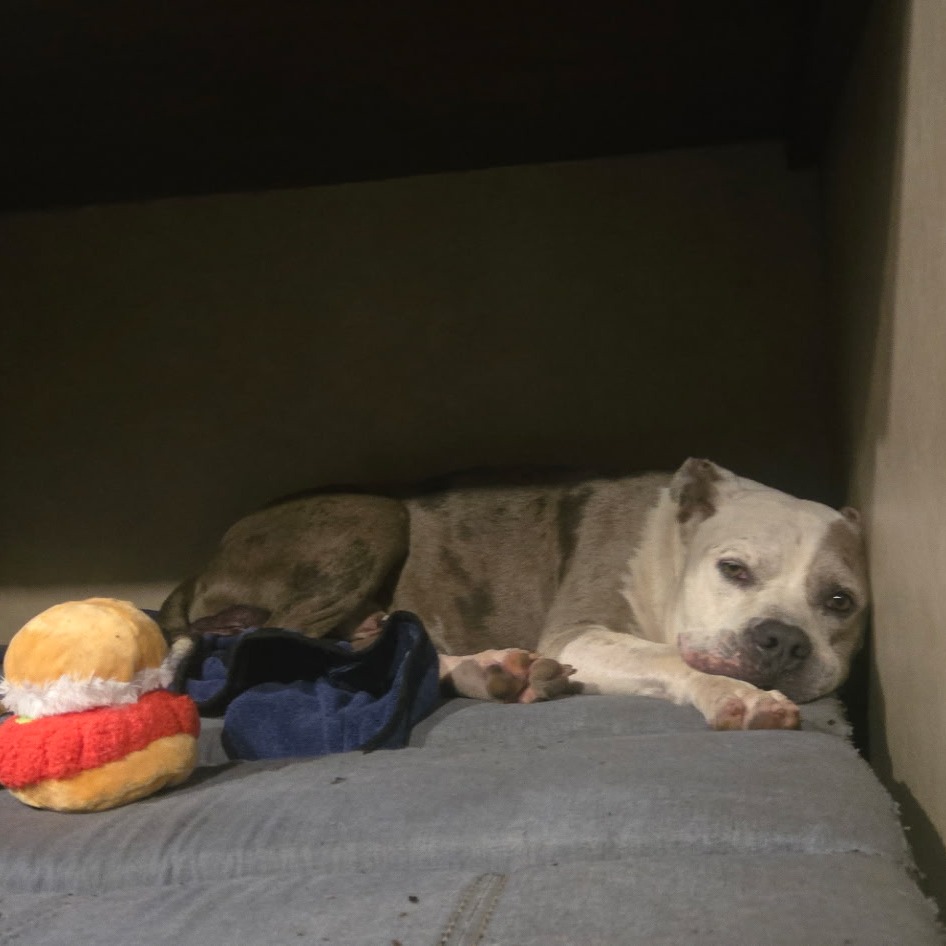 ASH - Terrier / American Pit Bull available for adoption