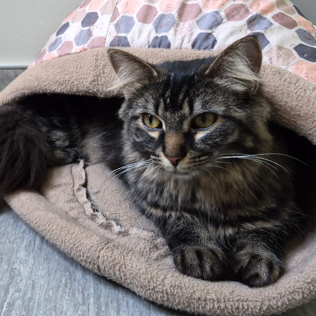 Lulu available through our Foster to Adopt Program, photo 14