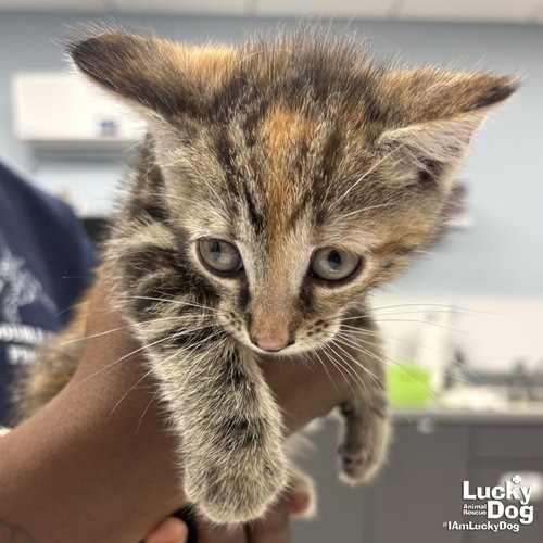 MY RARITY - Domestic Shorthair available for adoption
