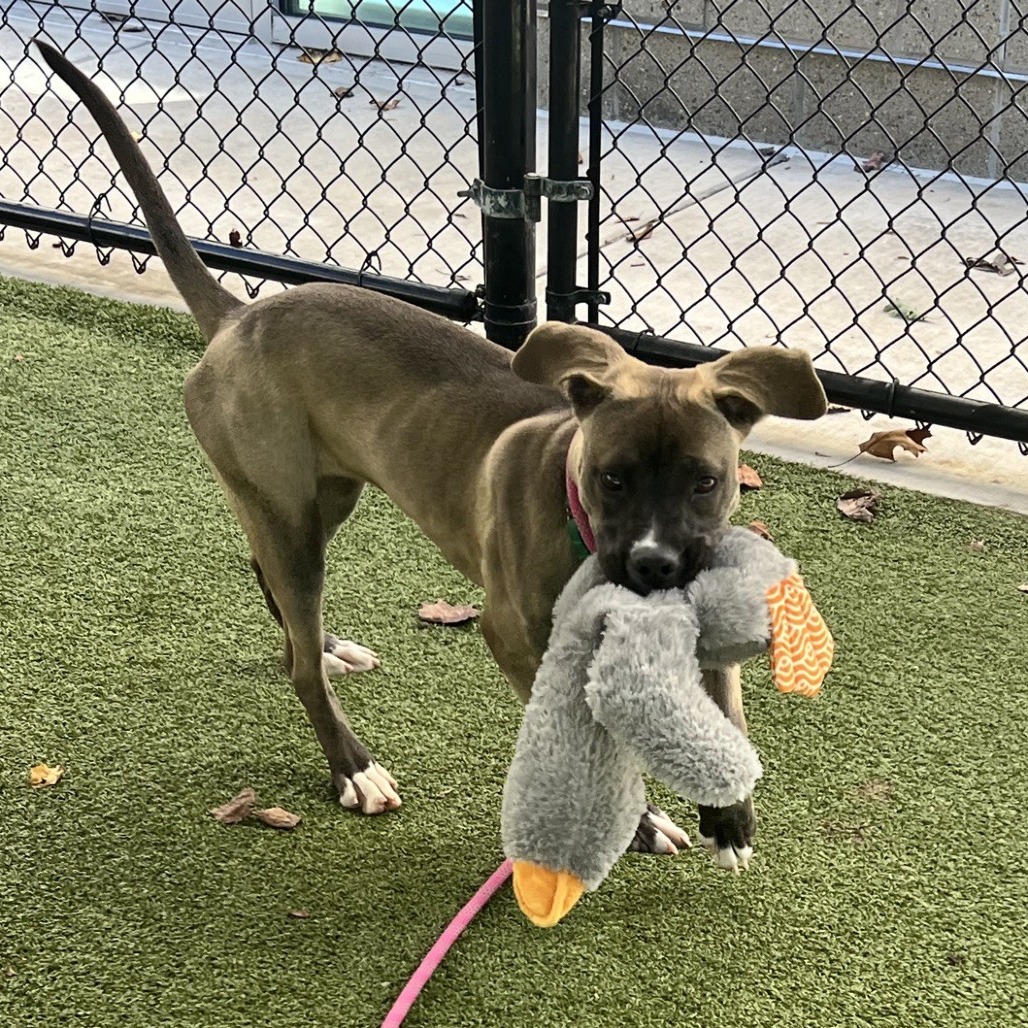 Kali, photo 8
