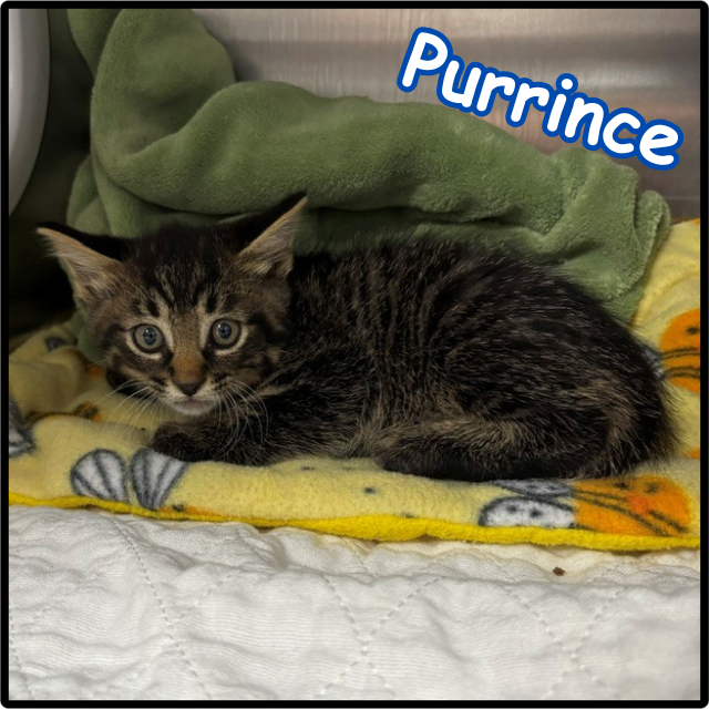 Purrince C12281