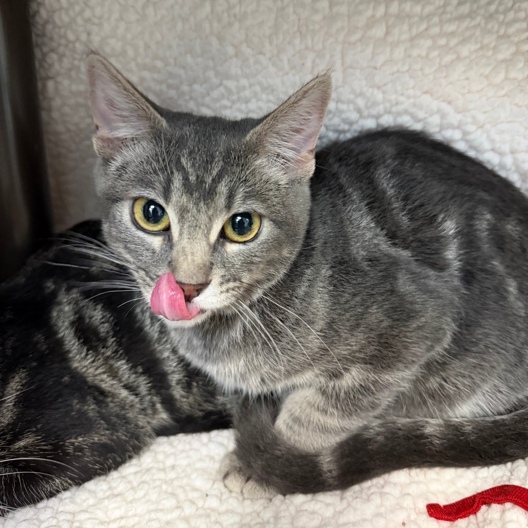 FRODO - Domestic Shorthair available for adoption