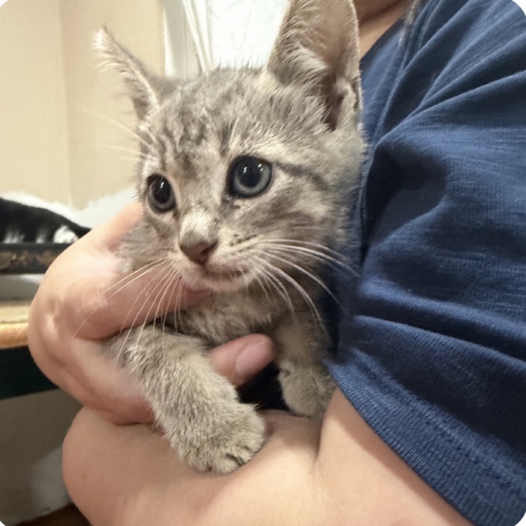 DEW DROP - Domestic Shorthair / Domestic Shorthair available for adoption
