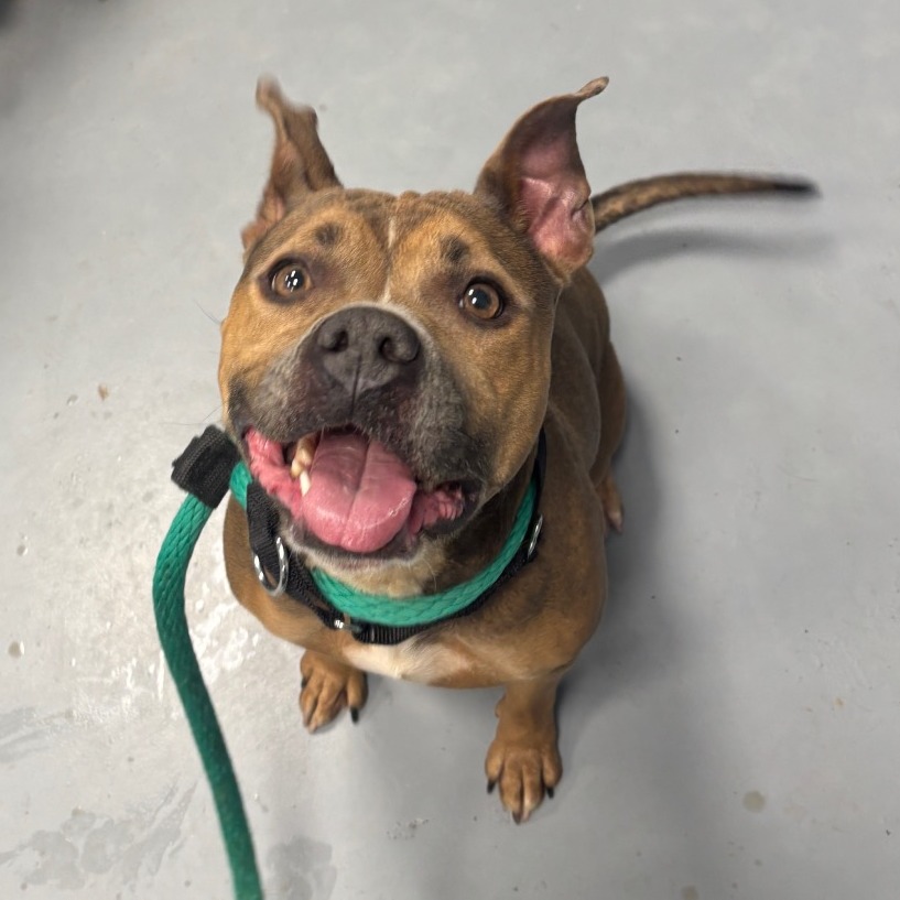 Sadie — thumbnail 3