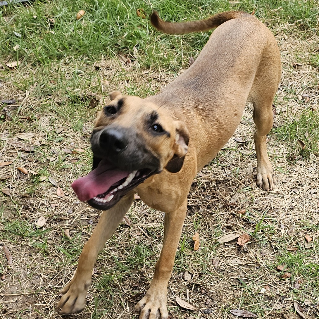 Penny, photo 2