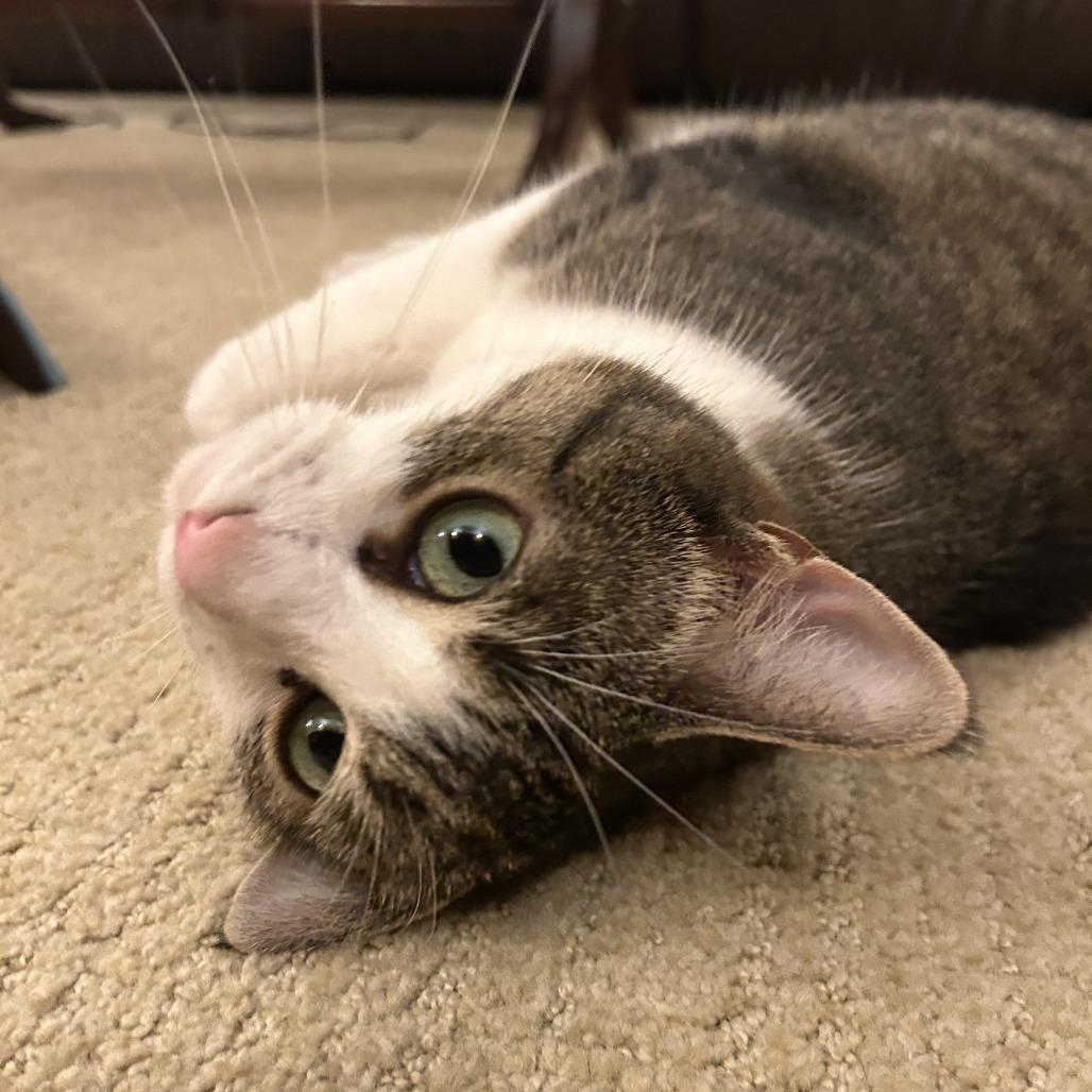 Gigi, photo 11