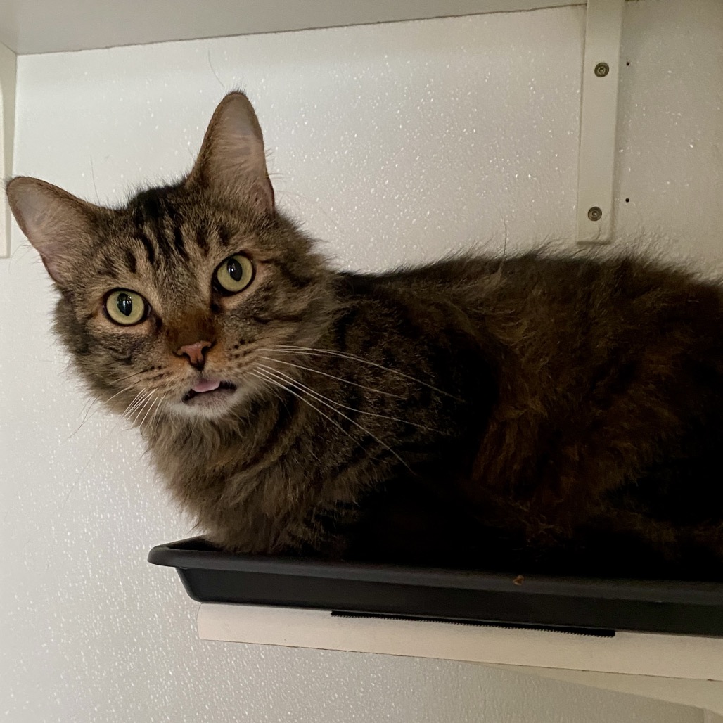Dakota * Bonded with Atlas * Costa Mesa Location, photo 15