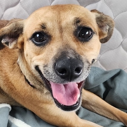 Black Mouth Cur