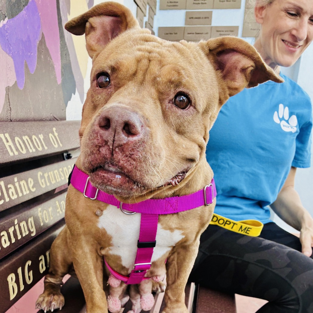 MEATBALL - Bulldog / Terrier available for adoption