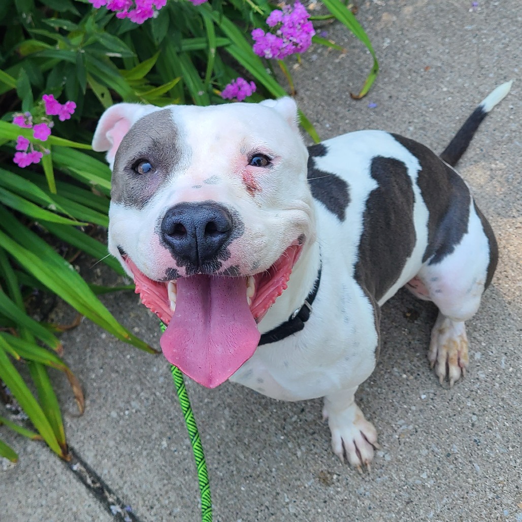 Fluttershy — thumbnail 2