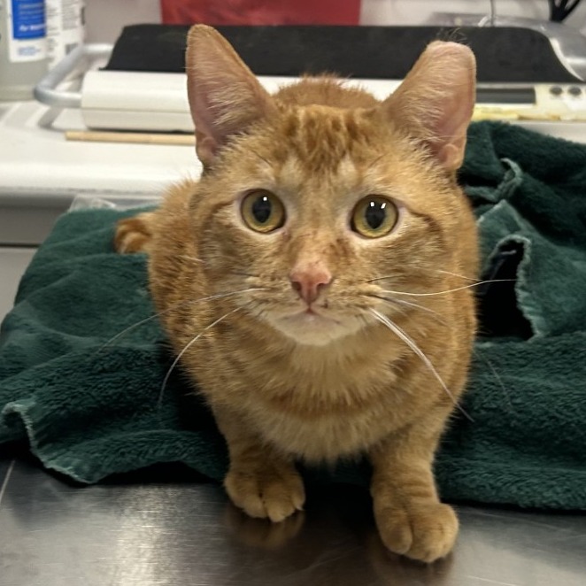 Theo — thumbnail 2