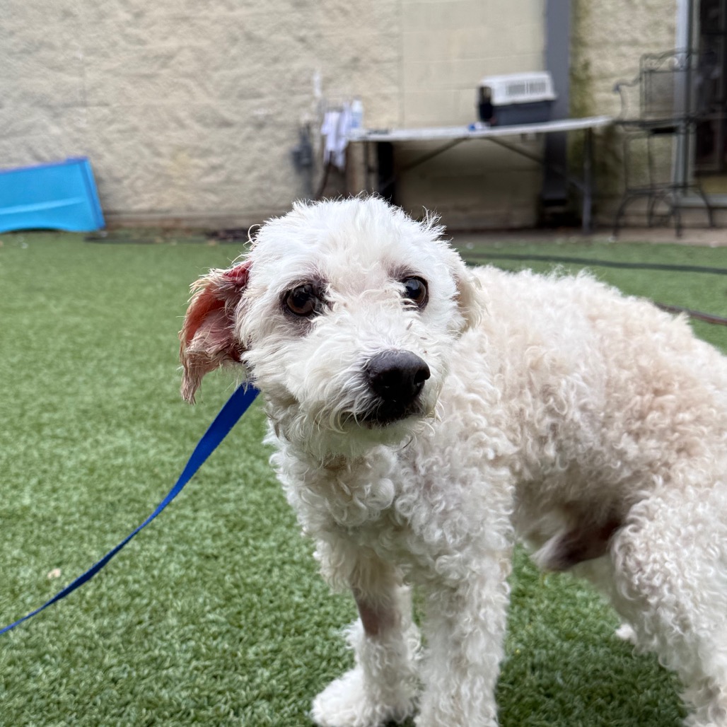 ANGEL - Poodle available for adoption