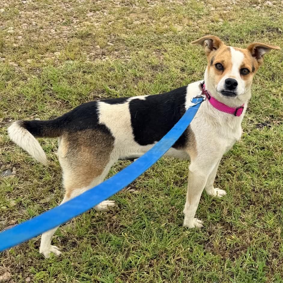 Molly is available for adoption at Rescue Network