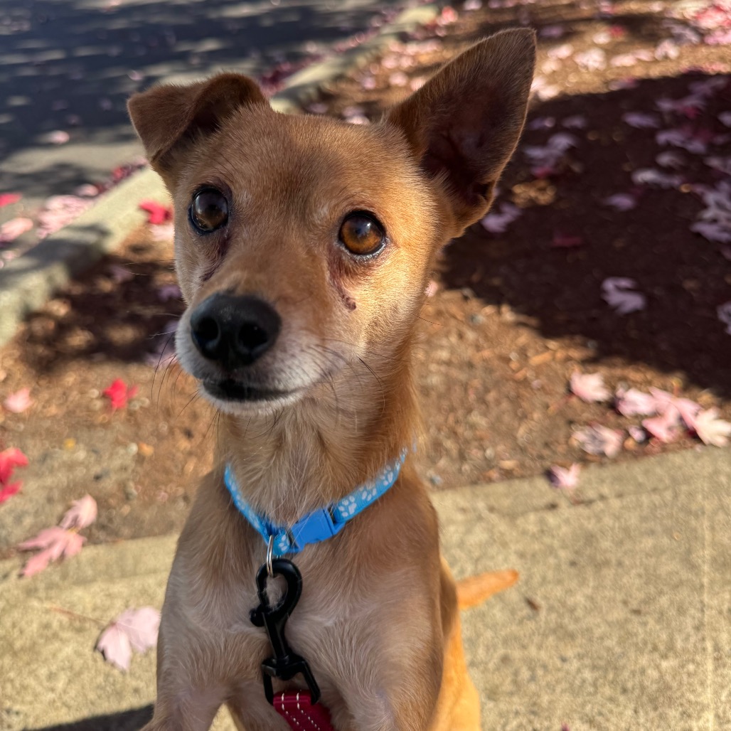 Rusty, photo 8