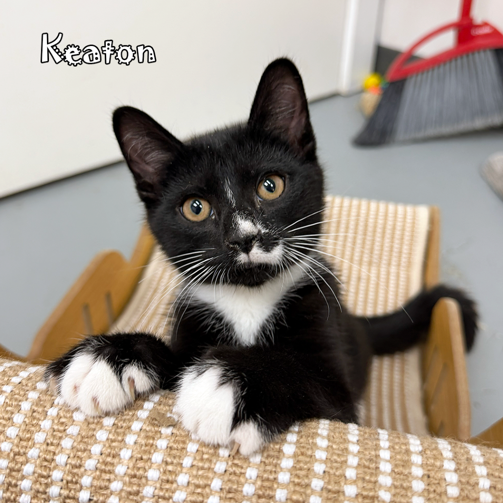 Keaton, an adoptable cat