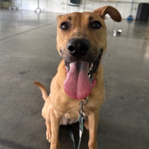 Photo of Artemisia 16