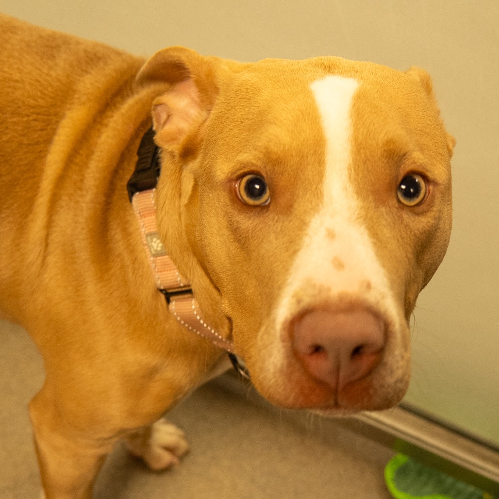 STORM CLOUD - Terrier / American Pit Bull available for adoption