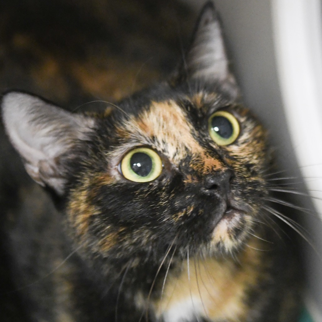 Anela - Domestic Shorthair