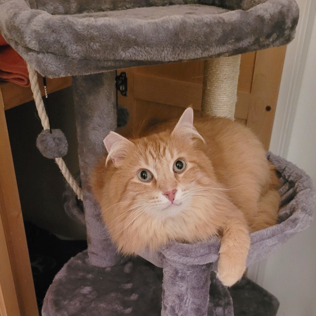 Gopher — thumbnail 5