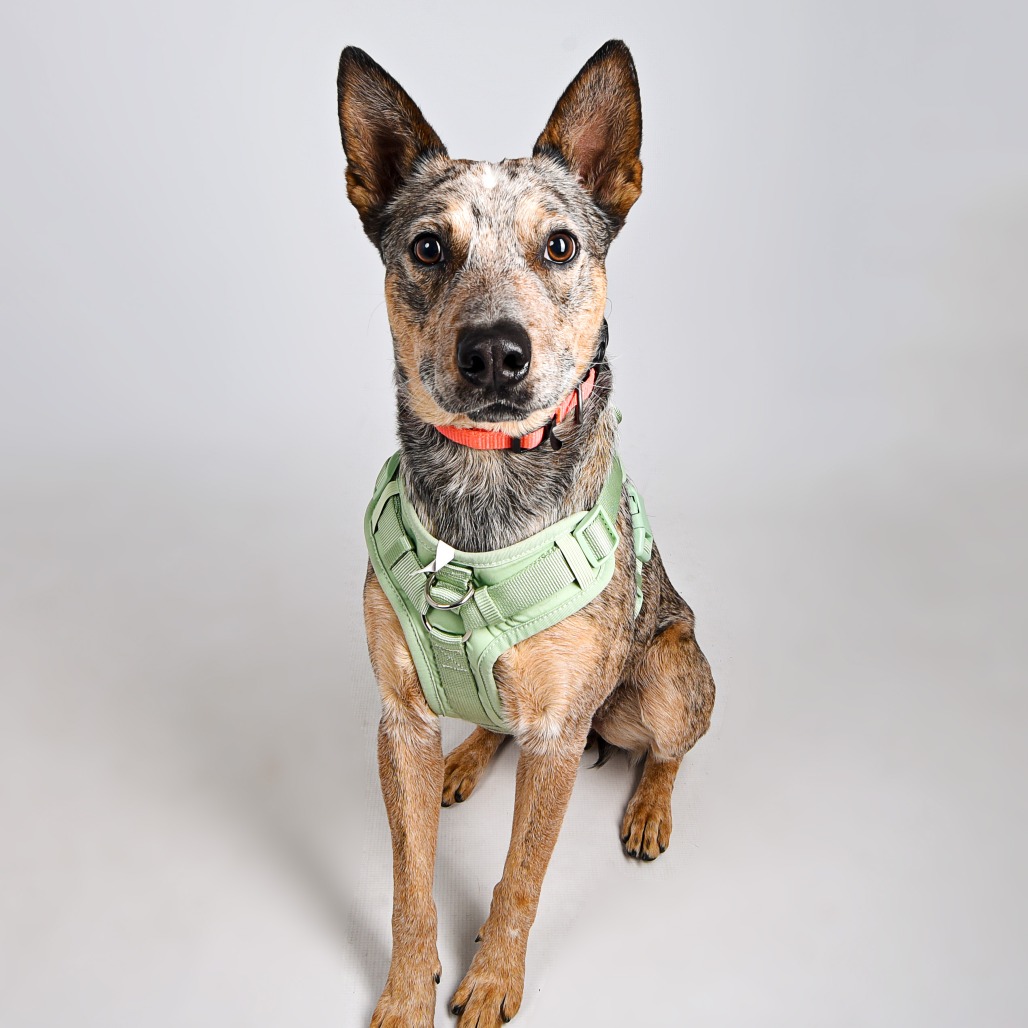 Gimly — thumbnail 2