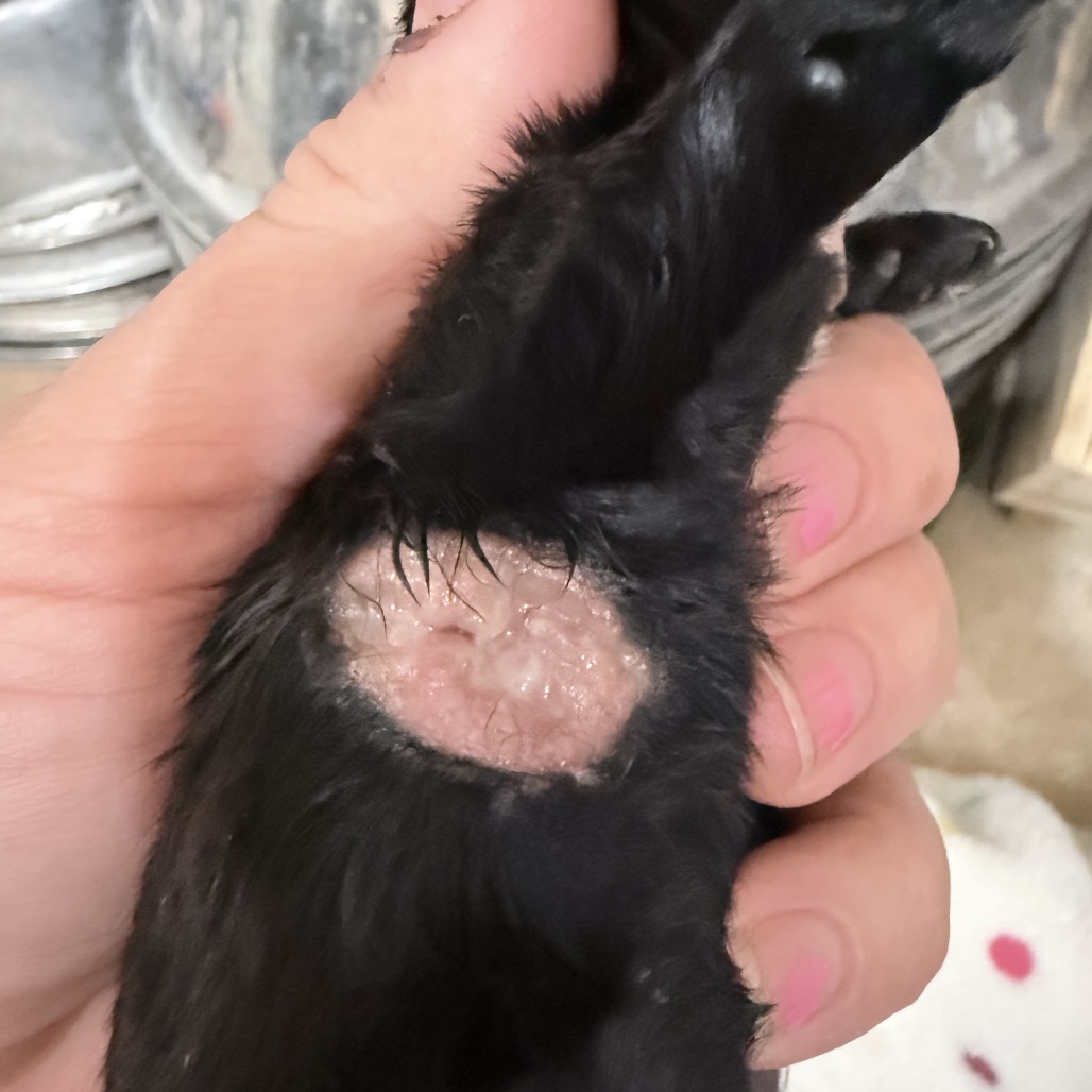 Animal Thumbnail