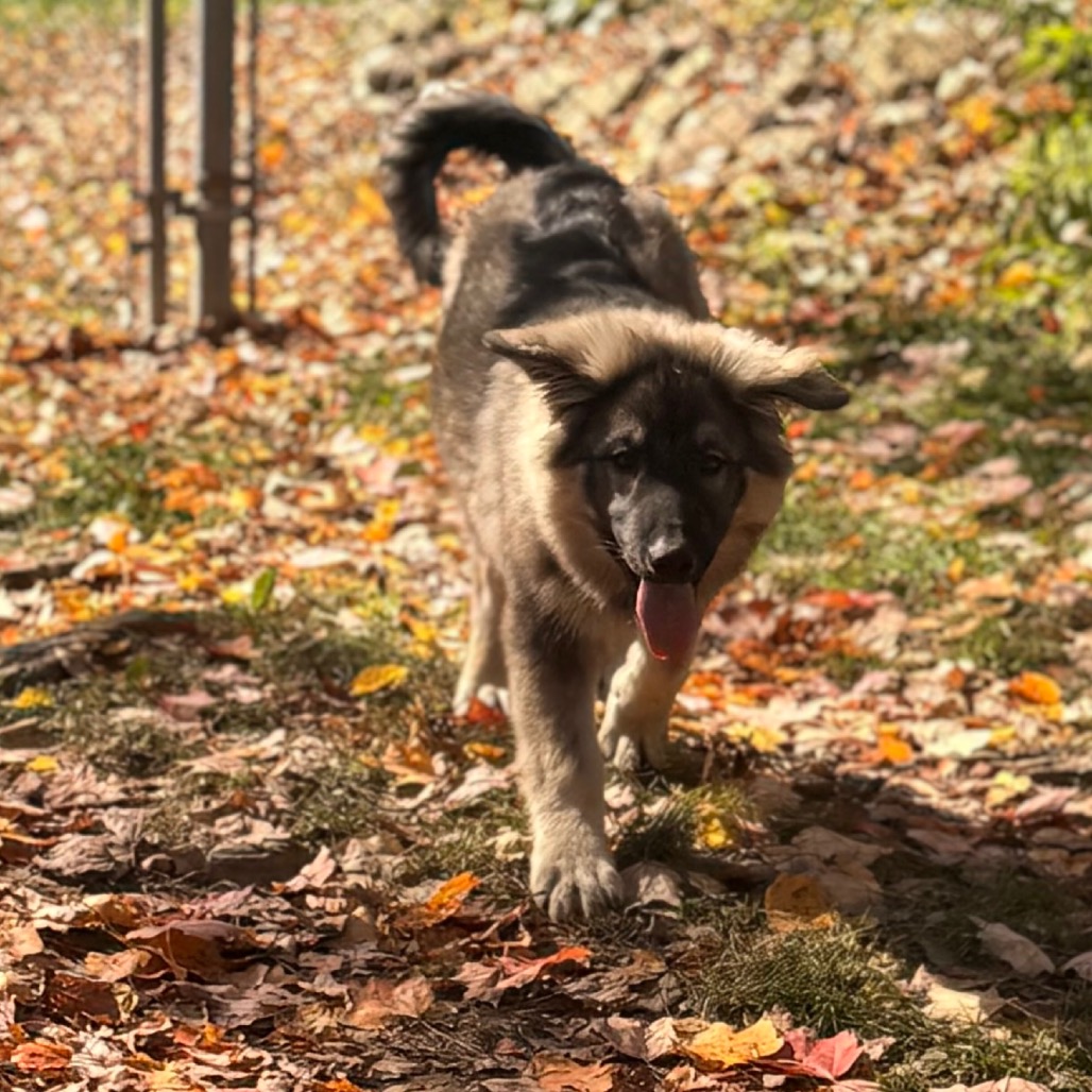 BRIGGS, photo 14