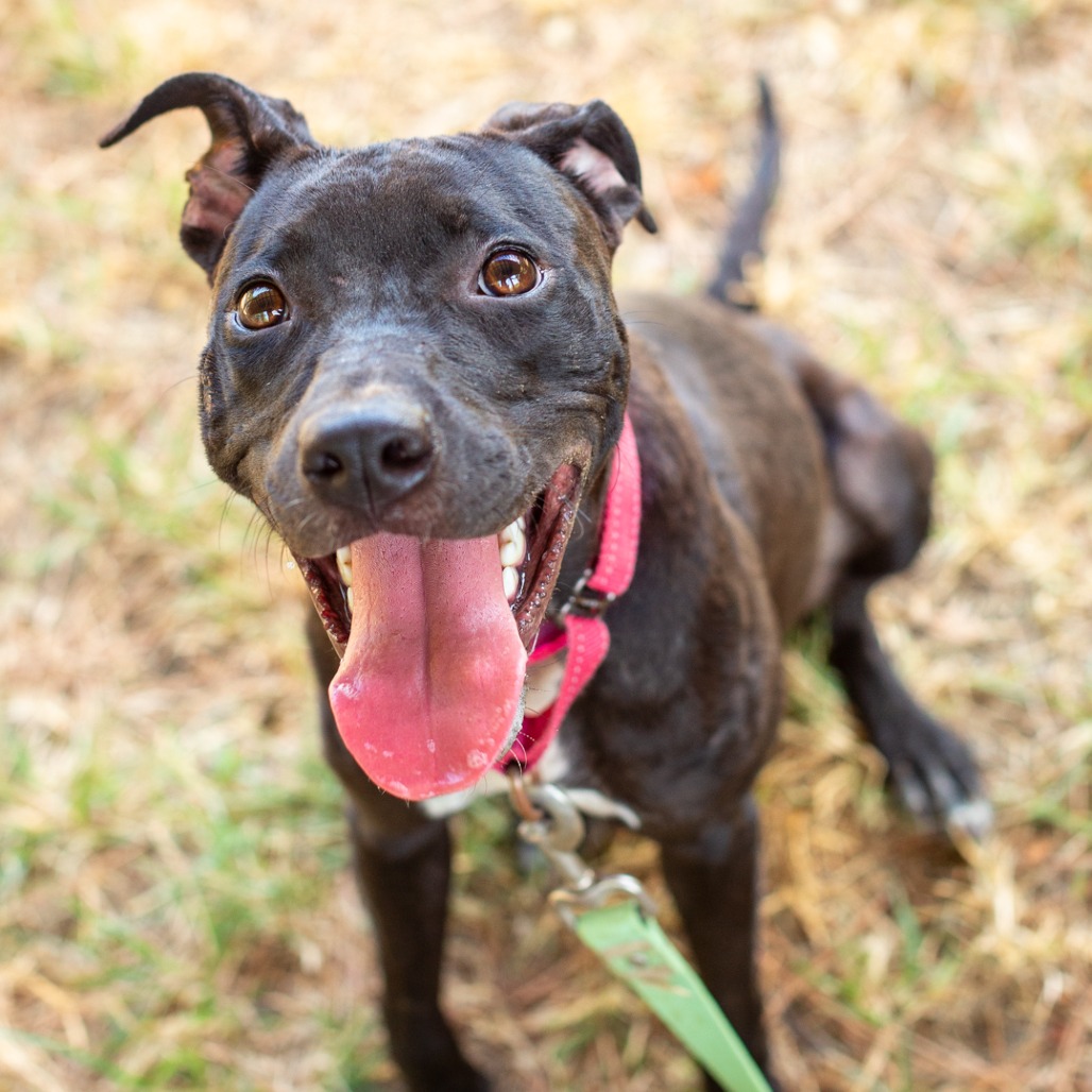 BOTTOMLESS MIMOSA - Terrier, American Staffordshire / Mix available for adoption