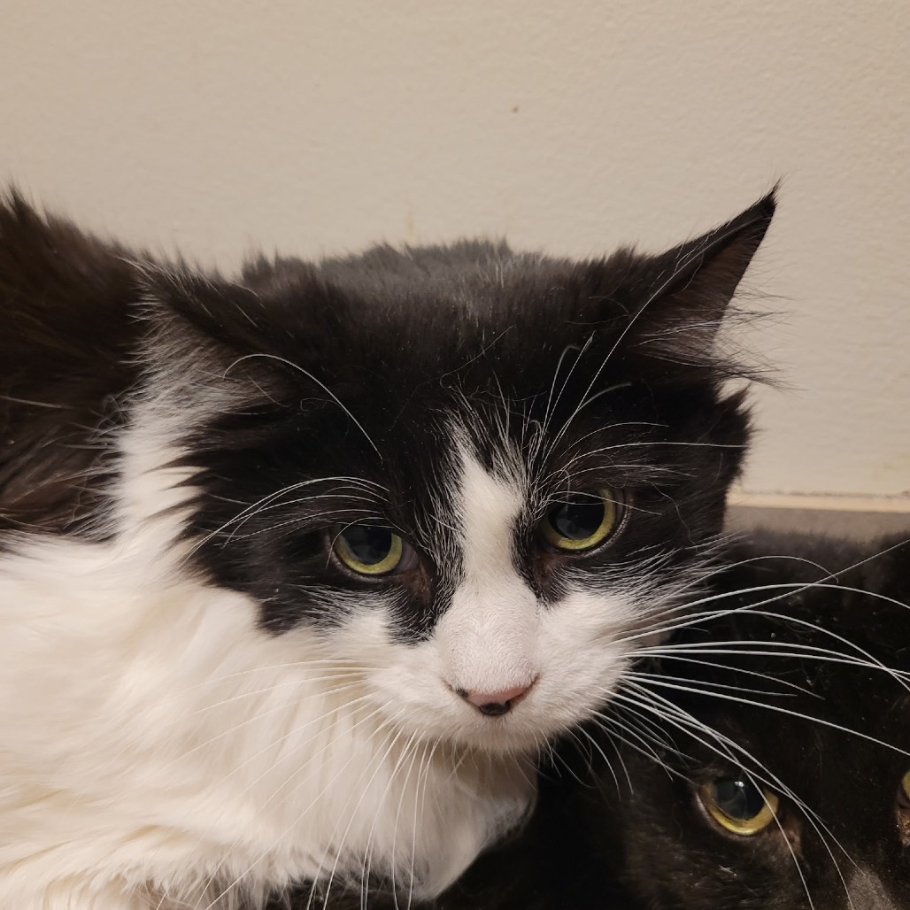 LITTLE MAN - Domestic Medium Hair available for adoption