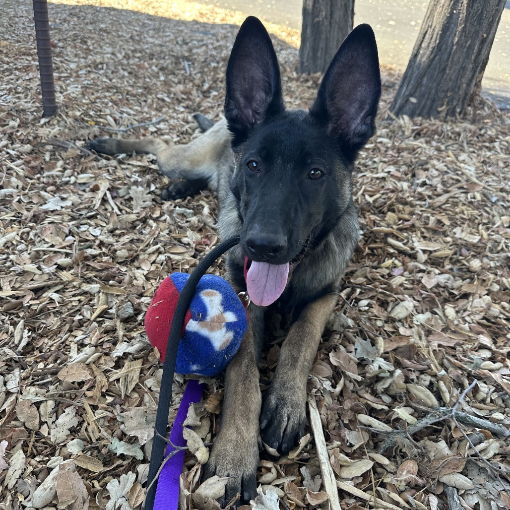 HUCKLEBERRY - Malinois / Belgian available for adoption