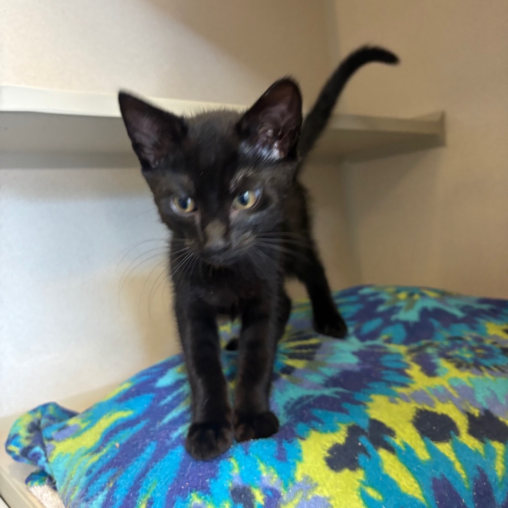 Brazil (tan collar) - Domestic Shorthair